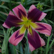 Toot My Horn Daylily